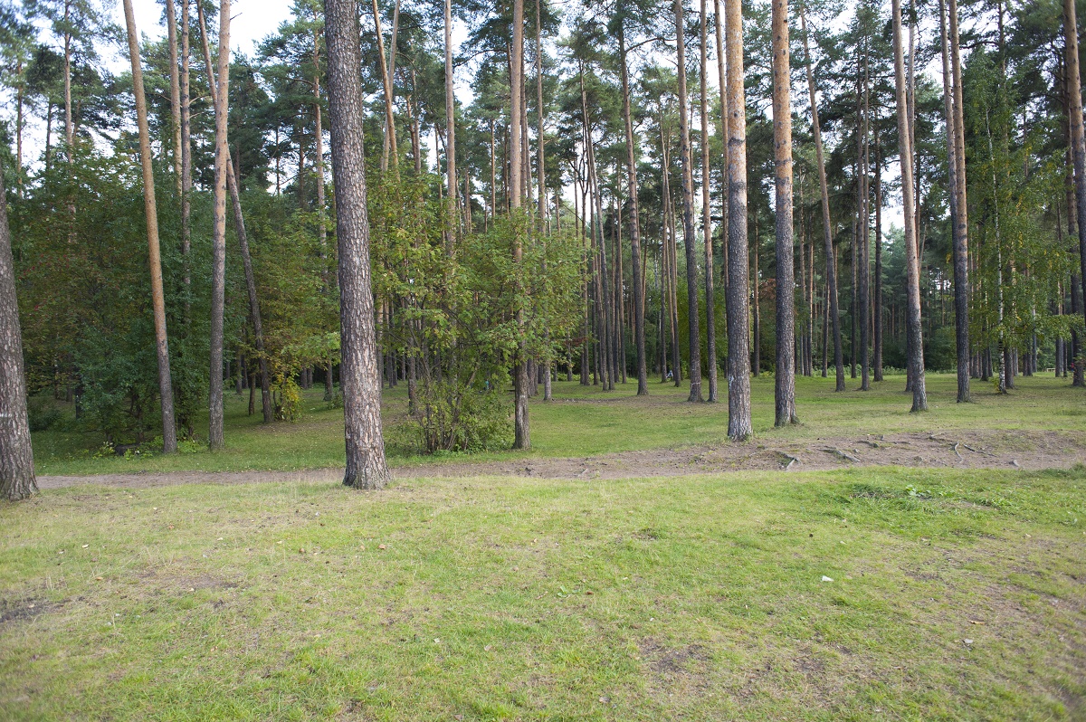 Пермь лес. Черняевский парк Пермь. Пермский Черняевский лес. Черняевский лес Пермь площадь. Черняевского леса в Перми.