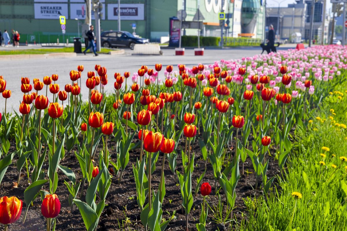 Фото с тюльпанами на улице. Чувашия цветение тюльпанов. Тюльпаны Ижевск. Тюльпаны Калуга. Клумба на Комсомольской площади тюльпаны Ярославль.