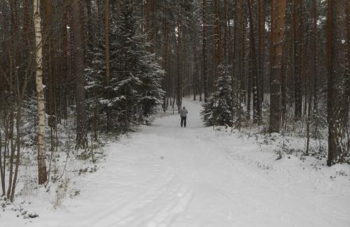 Лыжная прогулка в лесу